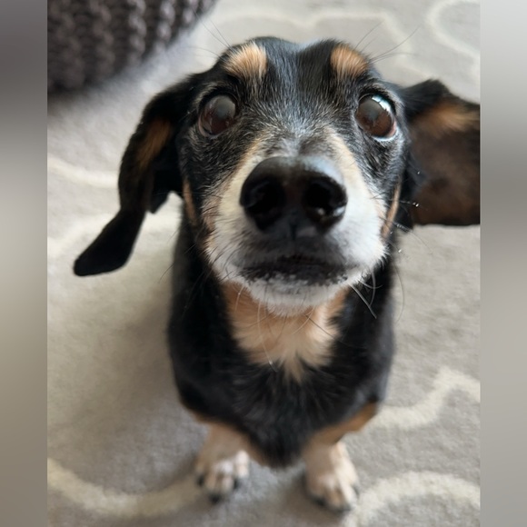 ✨🅲🅾🅲🅾 IS LIVE!✨ - Picture 10 of 17